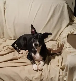 Trixie