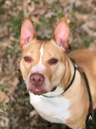 Ella