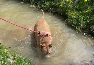 Ella