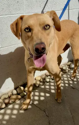 Electra *Courtesy Post*