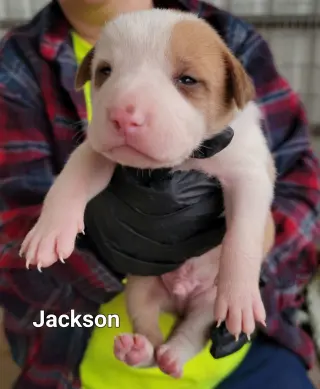 Jackson