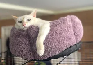 Nala