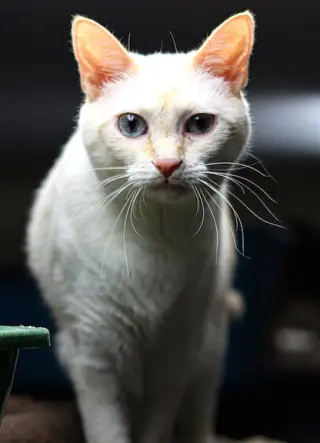 Nala