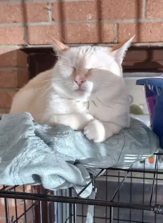 Nala
