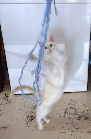 Nala