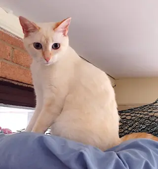 Nala
