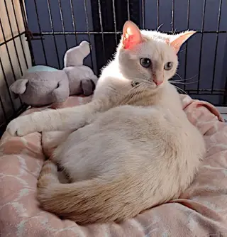 Nala