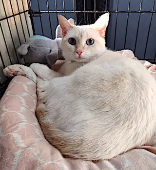 Nala