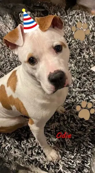 Odie