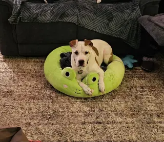 Odie