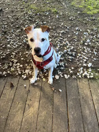 Odie