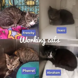 Barn Cat - Working Cat M/F