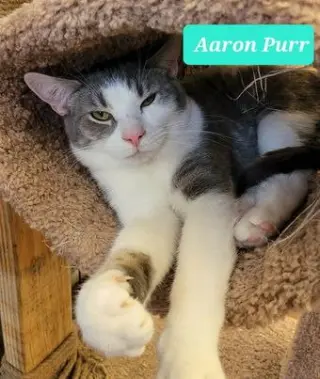 Any Cat - Fee Varies