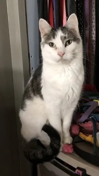 Kittles