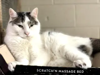 Kittles