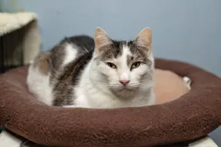 Kittles
