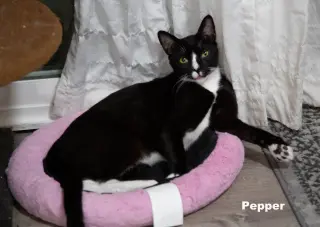 Pepper (Napa HM)