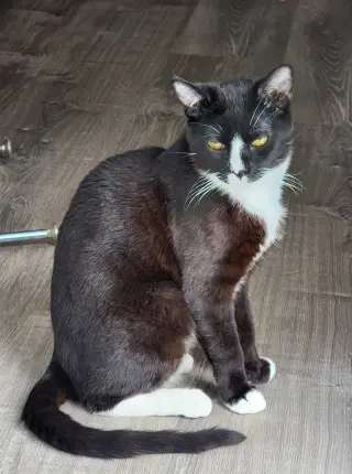 Pepper (Napa HM)