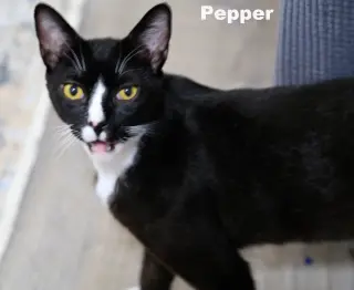 Pepper (Napa HM)