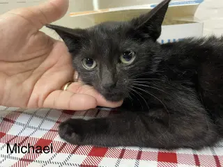 Mikkel