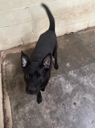Baxter