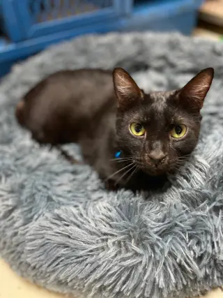 Pebbles