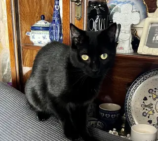 Flap Jack (In Foster)