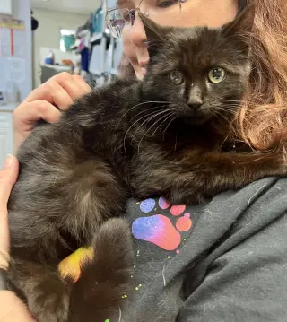 Flap Jack (In Foster)