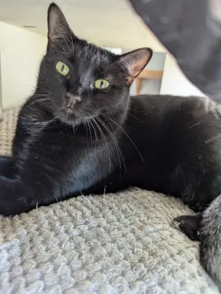 Sheba