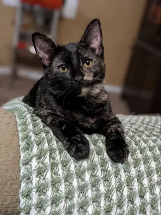 Violet