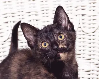 Violet