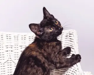 Violet