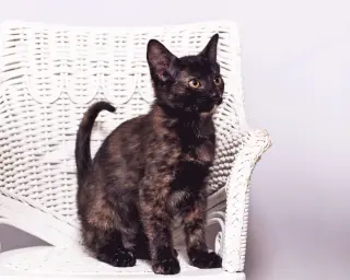 Violet