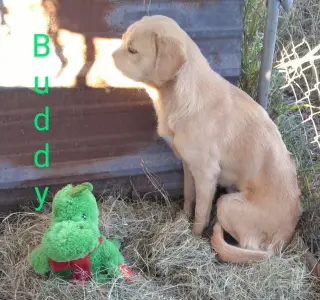 Buddy