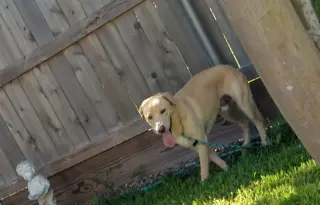 Buddy