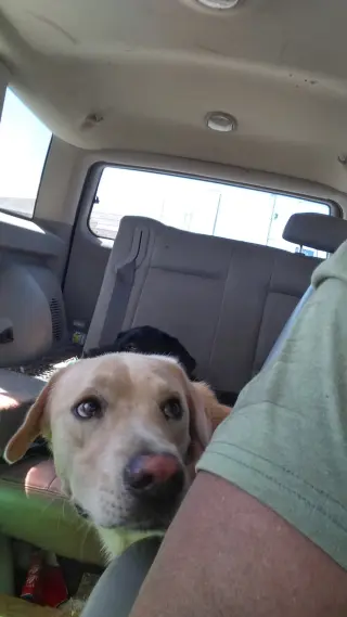 Buddy