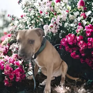 Leo- Sebastian