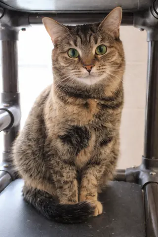Santana
