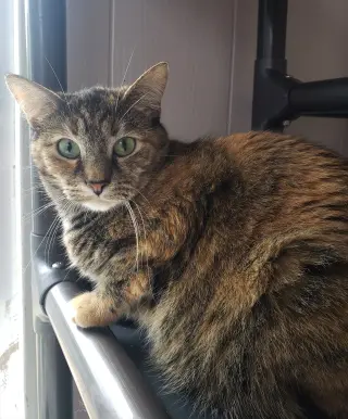 Santana