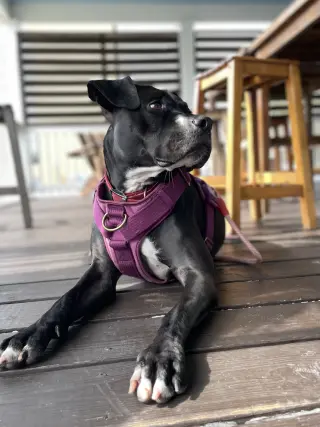 Rosie