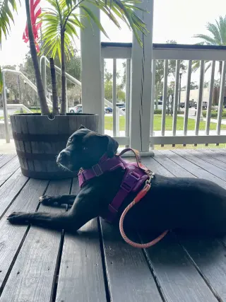 Rosie
