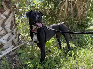 Rosie