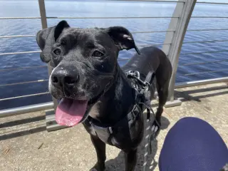 Rosie
