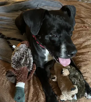 Rosie