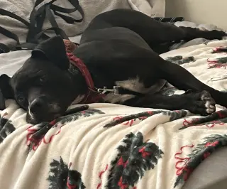 Rosie