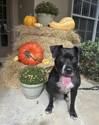 Rosie