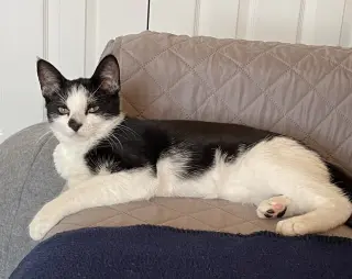 Spot