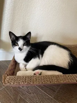 Spot