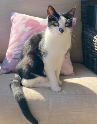 Spot
