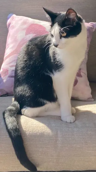 Spot